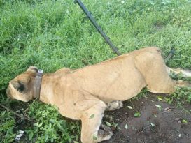 {{brizy_dc_image_alt entityId=